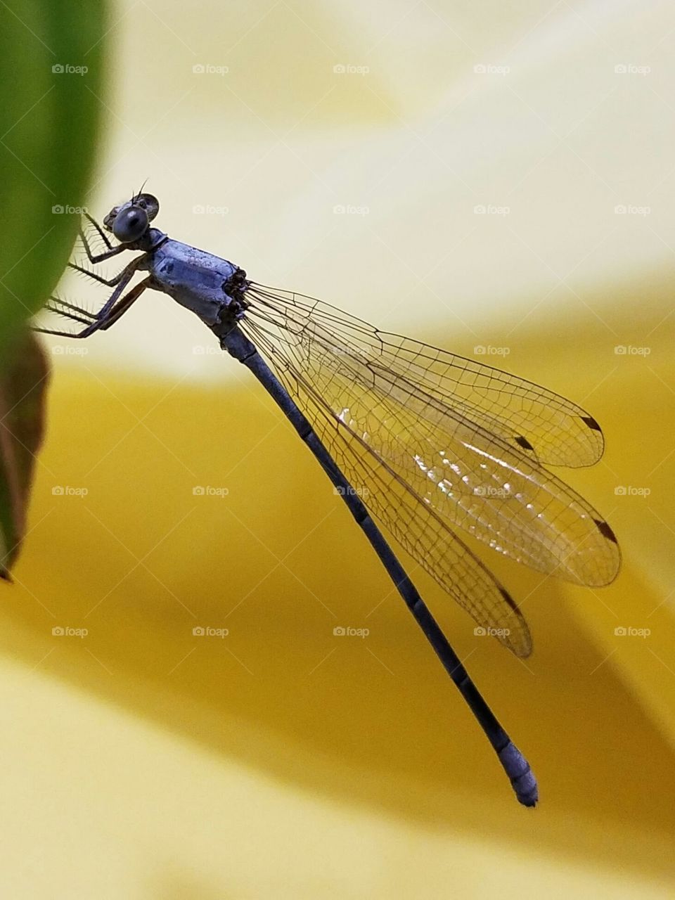 macro damselfly