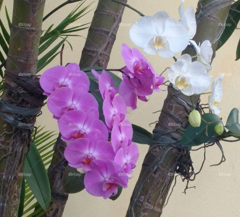 pink and white orchids