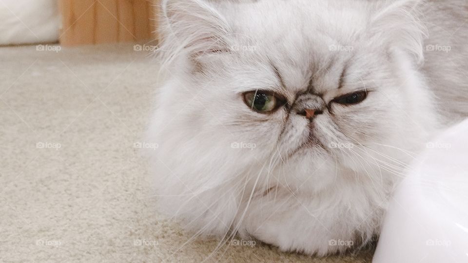 Grumpy faced kitty