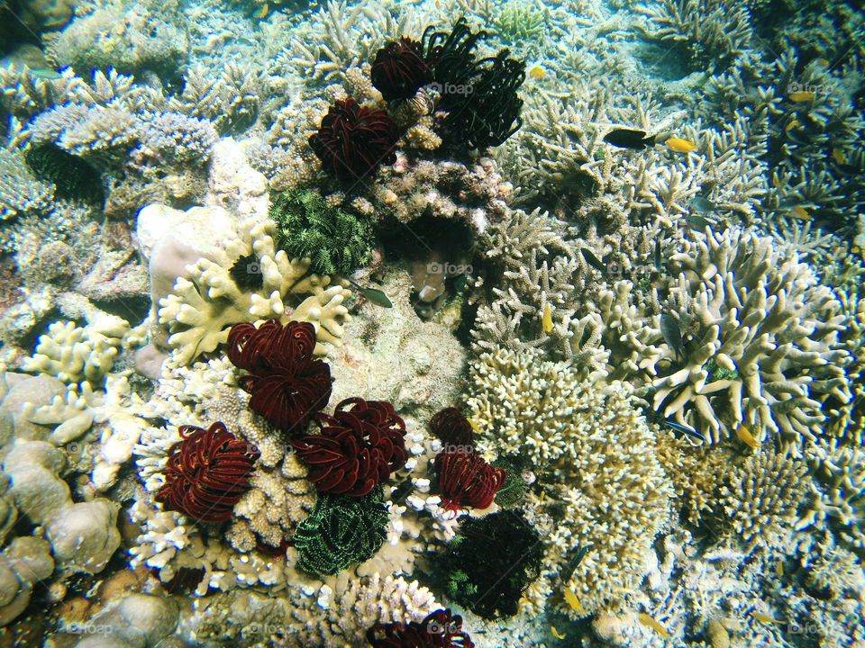 Sea coral on Balabalagan Island, Indonesia