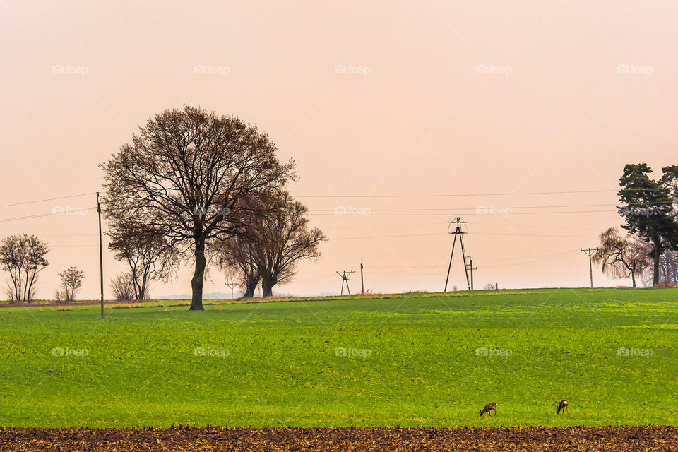 Leszno, Poland