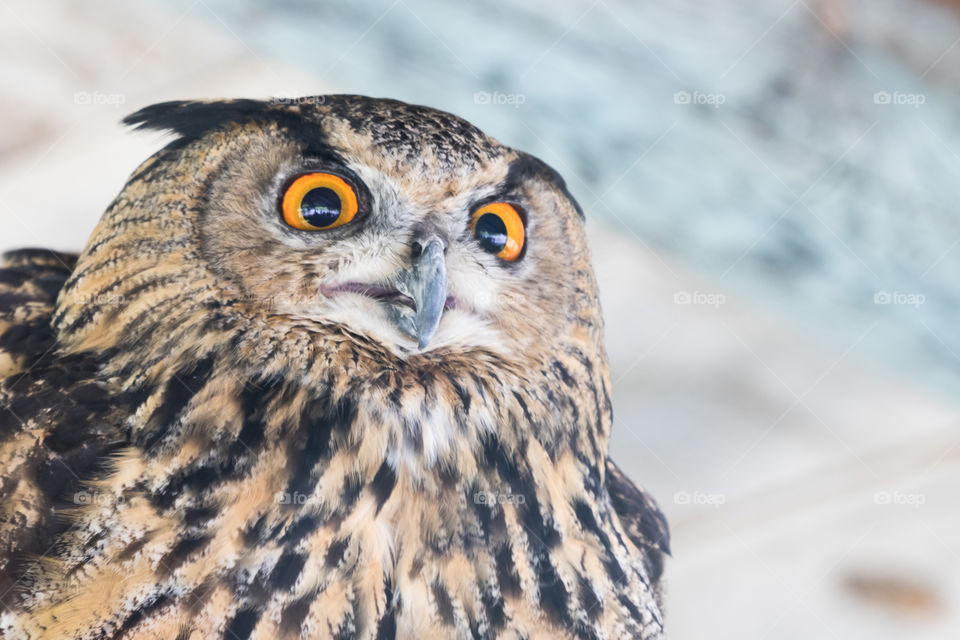 Portrait of serious looking owl with orange colored eyes