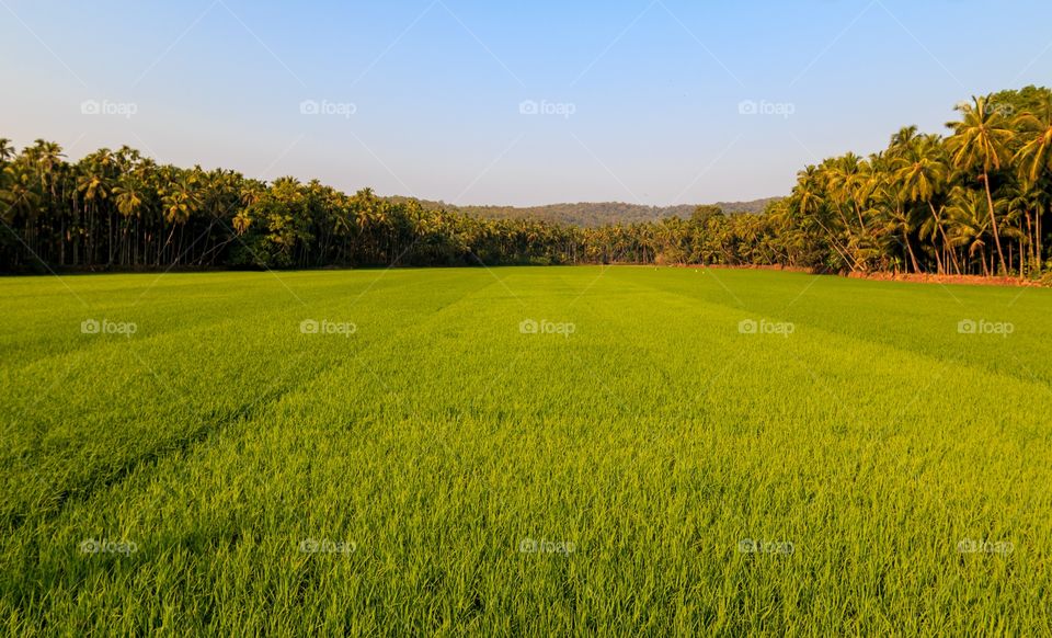 oh so green paddy fields stretched for miles in South Goa, India