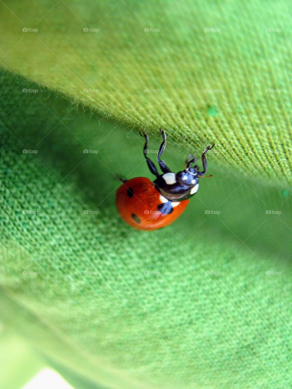 Ladybug