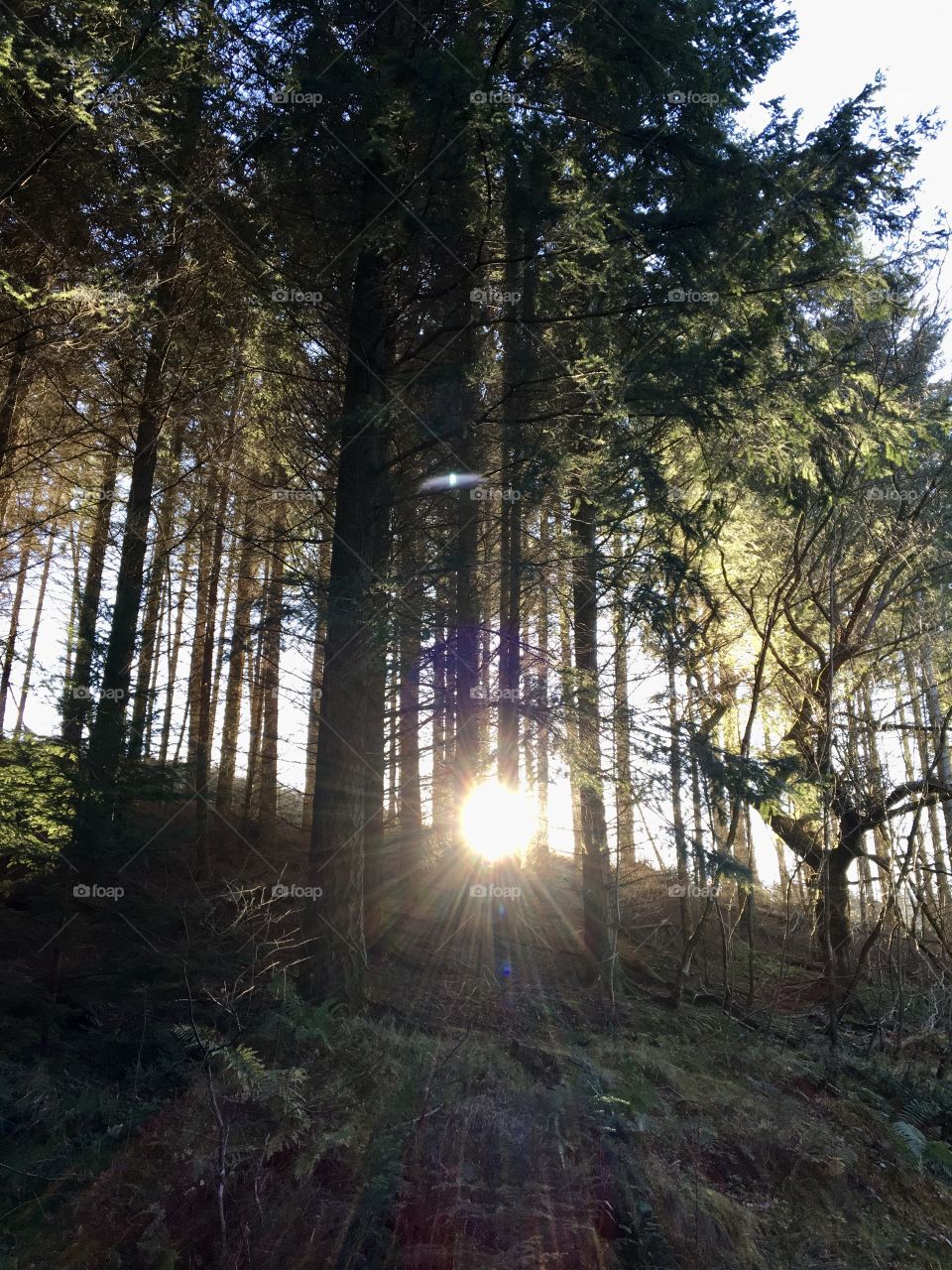 Sun beams peeping through the trees in Hamsterley Forest 