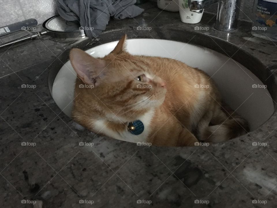 Cat in the sink 