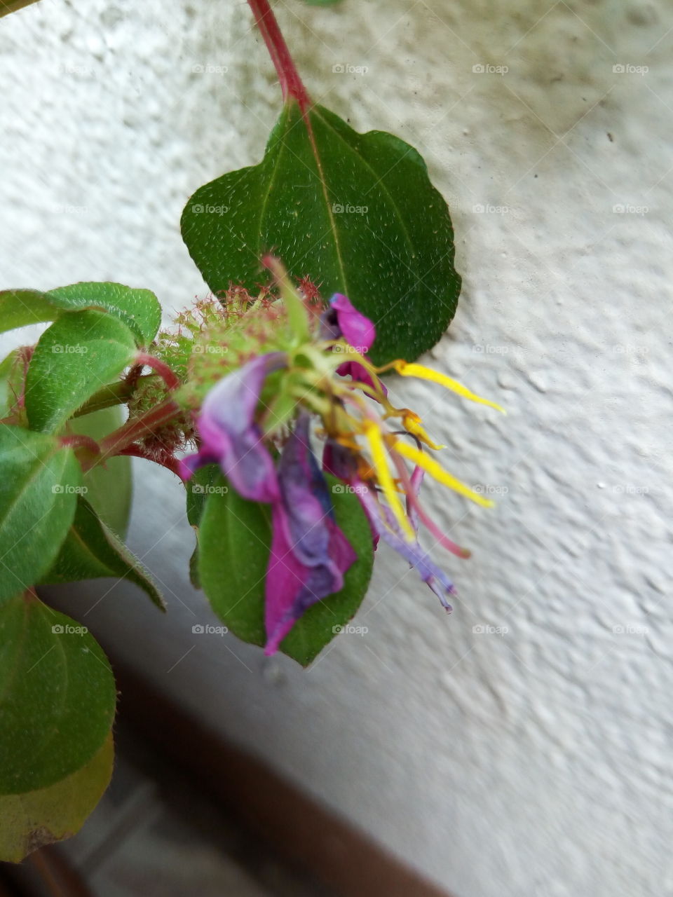 Flower, Leaf, Nature, Flora, No Person