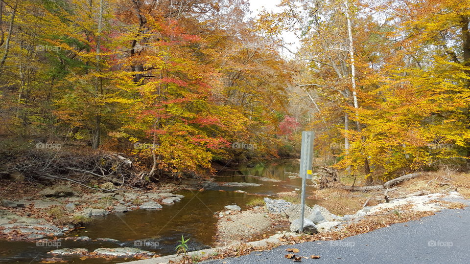 Fall, Leaf, Wood, Tree, Landscape