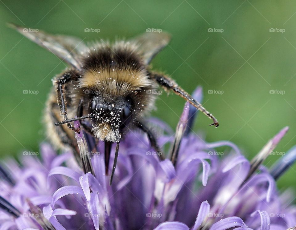Close up of a bee 🐝