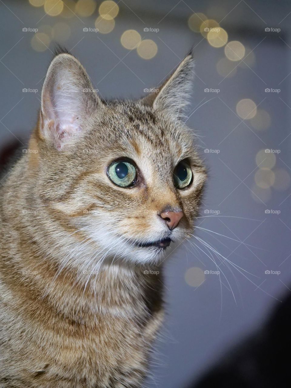 Tabby cat portrait