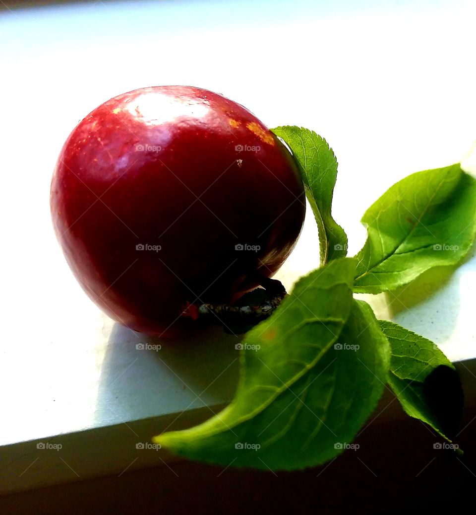 fresh picked fruit from the Plum tree