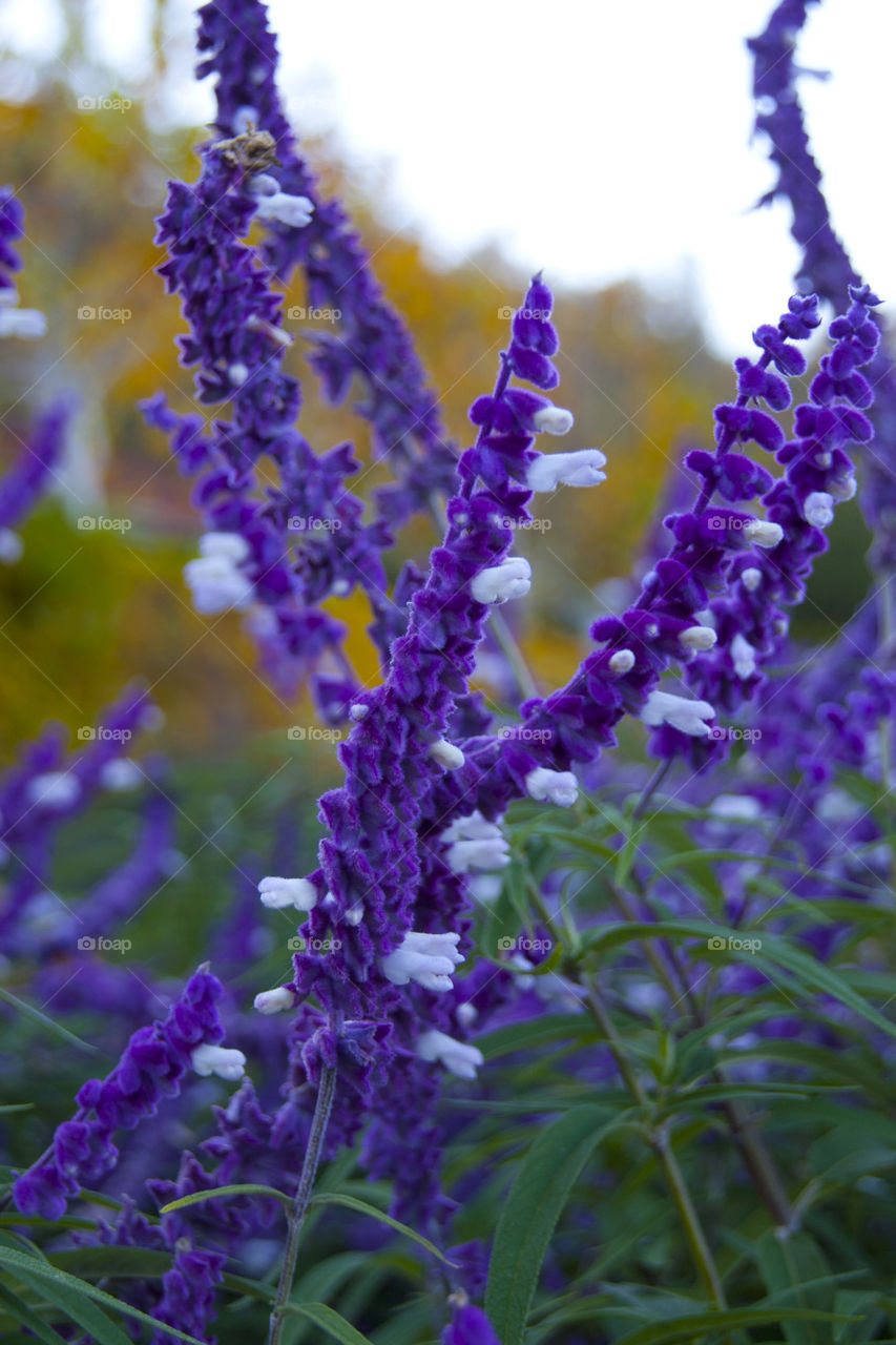 THE PURPLE FLOWERS AT NAPPA VALLEY CALIFORNIA USA