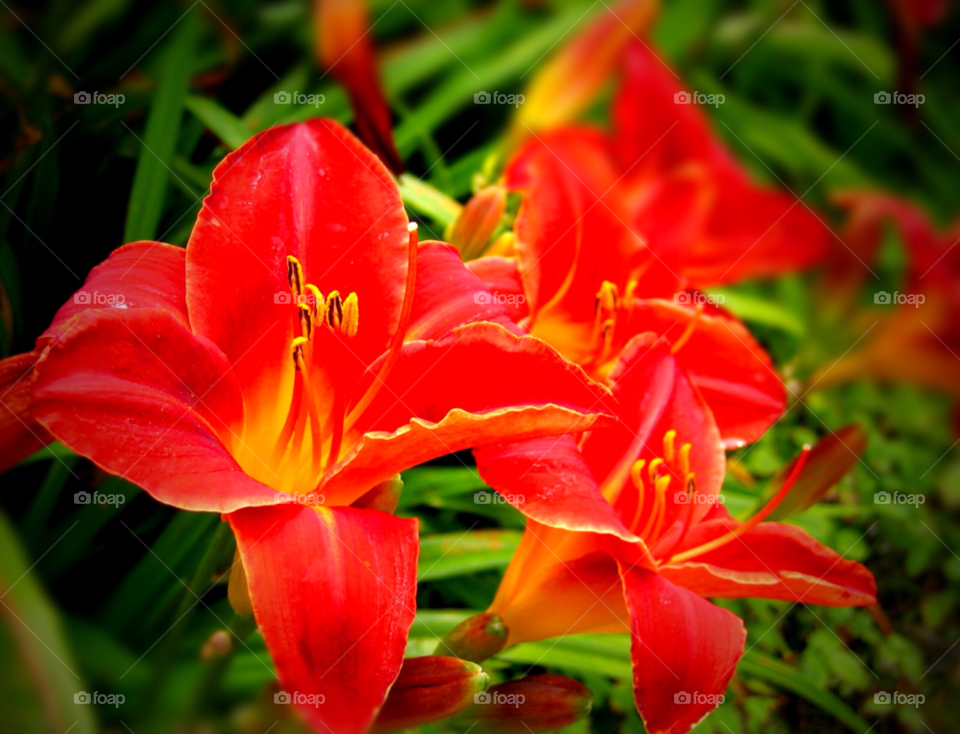 flowers happy pollen nature by stevehardley7