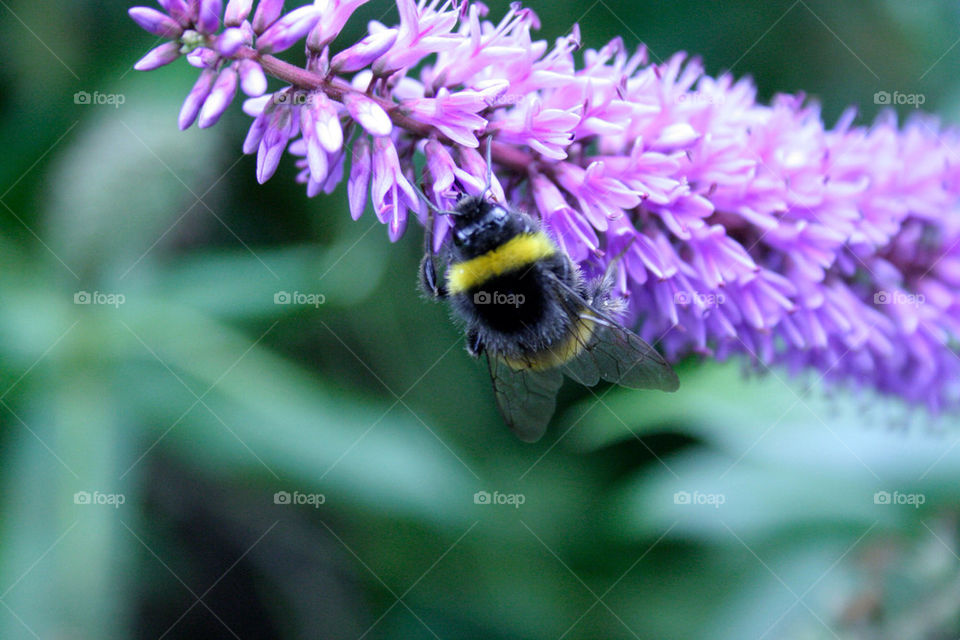 flower macro close plant by dannytwotaps