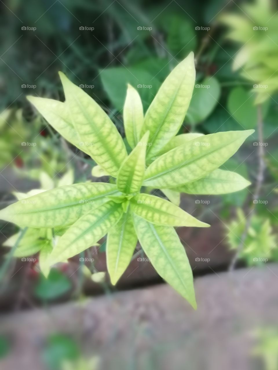 Star shaped fresh gree leaves of a plant