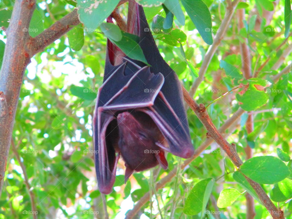 bat