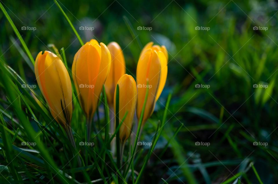Yellow crocuses in the green grass