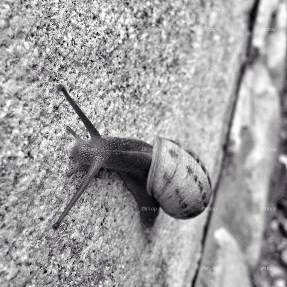 Snail in closeup