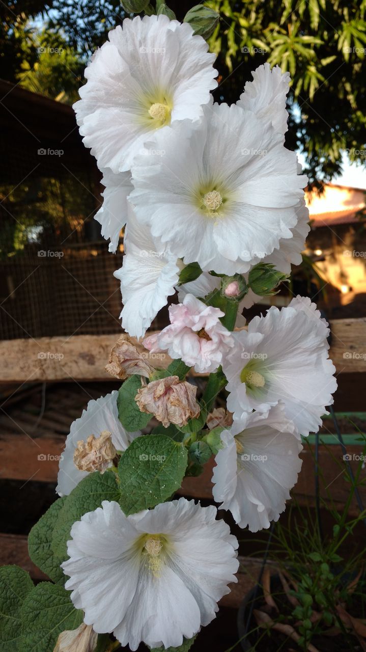 Estas flores brancas têm uma extraordinária beleza.