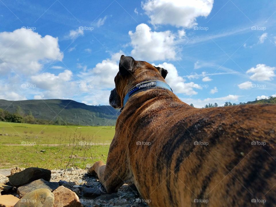 Thor in the grass!