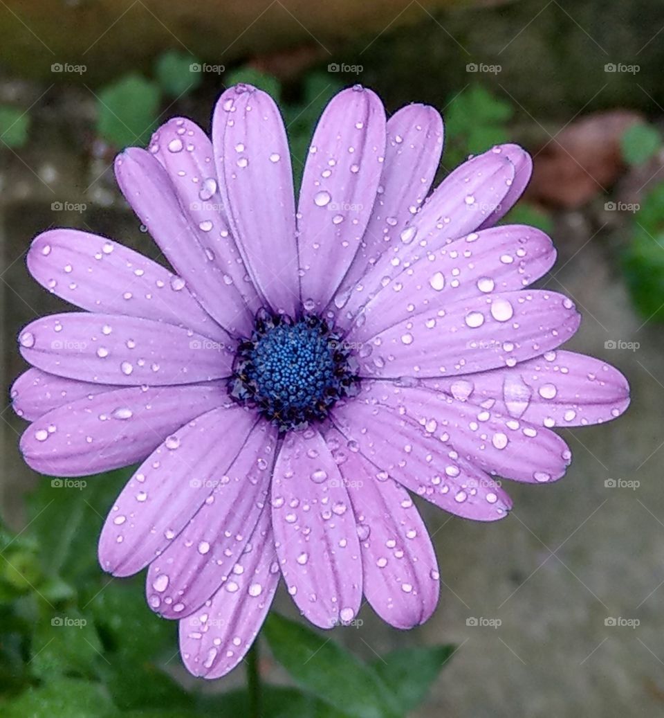 After the rain, many raindrops fell on a flower of purple Cineraria, so beautiful, attractive, comfortable and bright specially.