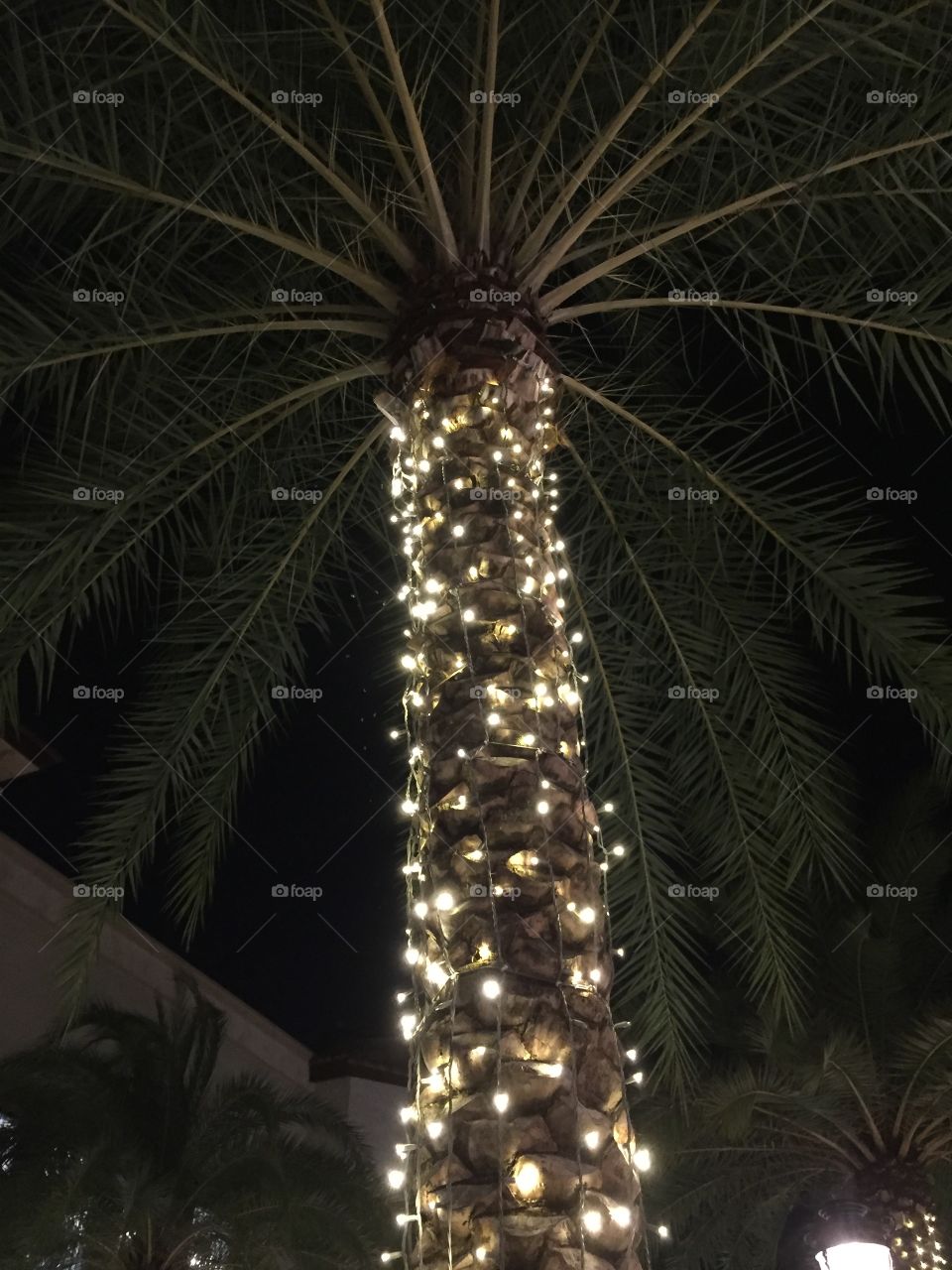 Palm tree at night