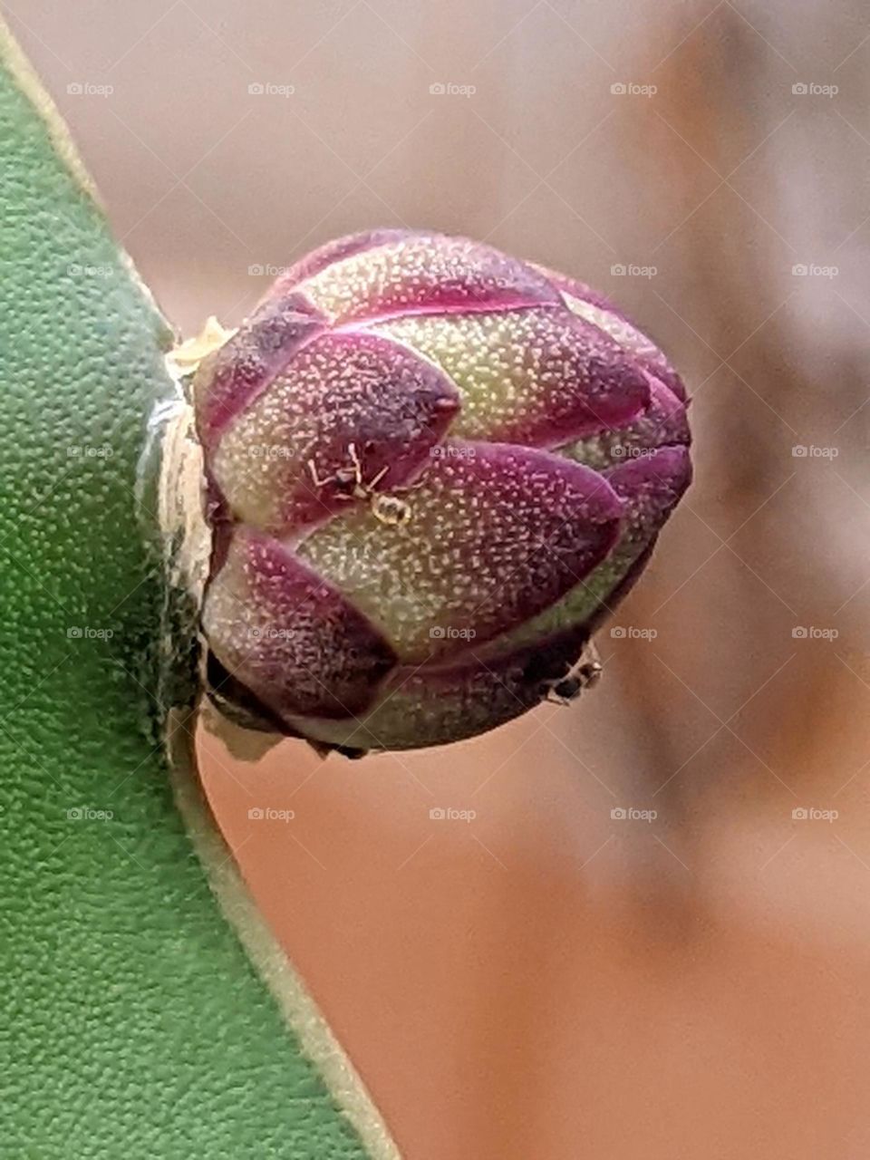 dragon fruit flower