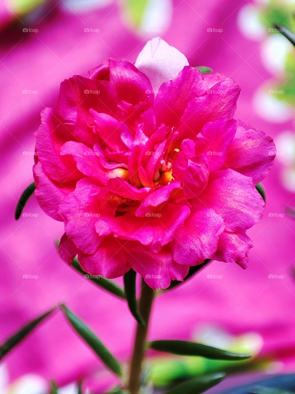 Magenta portulaca with magenta background