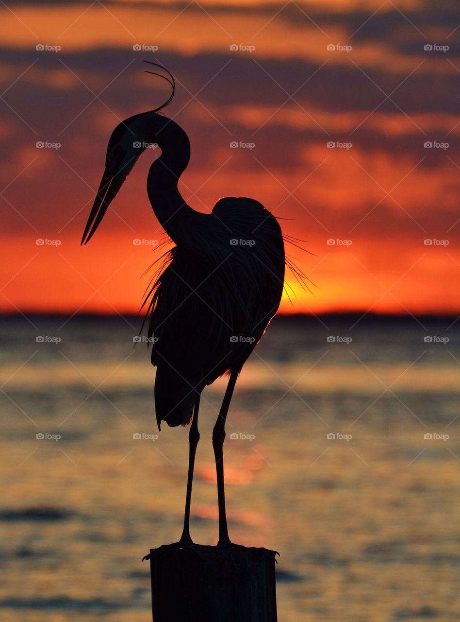 Great Blue Heron Silhouette