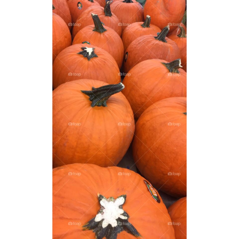 Pick A Pumpkin 