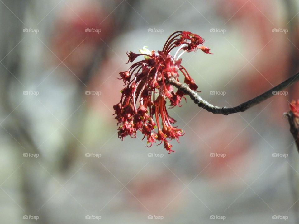 Maple tree blooms in spring