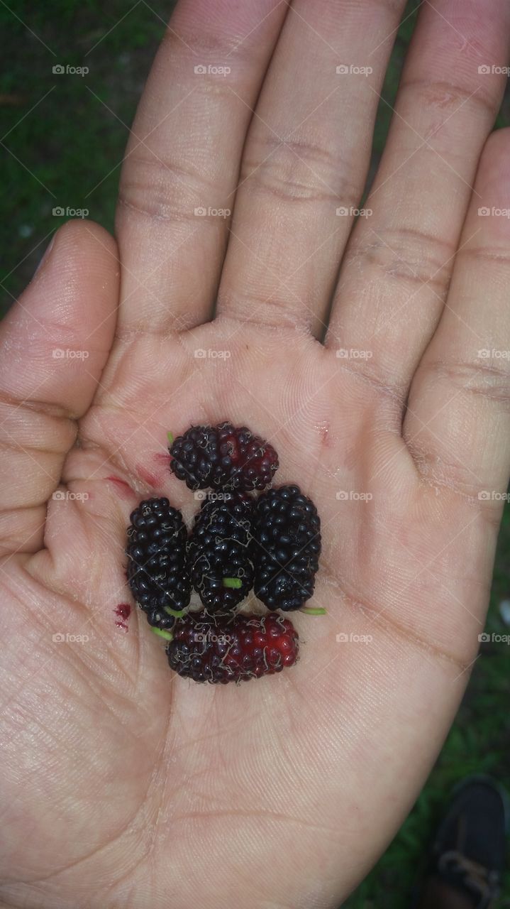 Mulberry!! Ripened to perfection