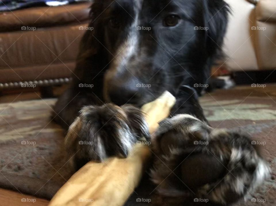 Loki the border collie chews rawhide