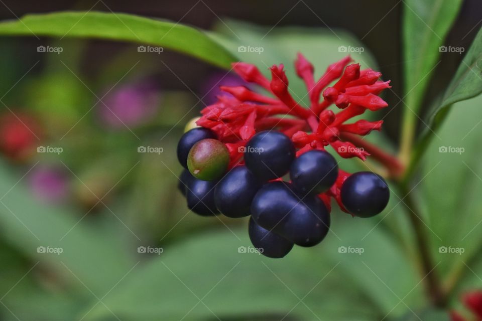 Mature fruit and bud of red flower