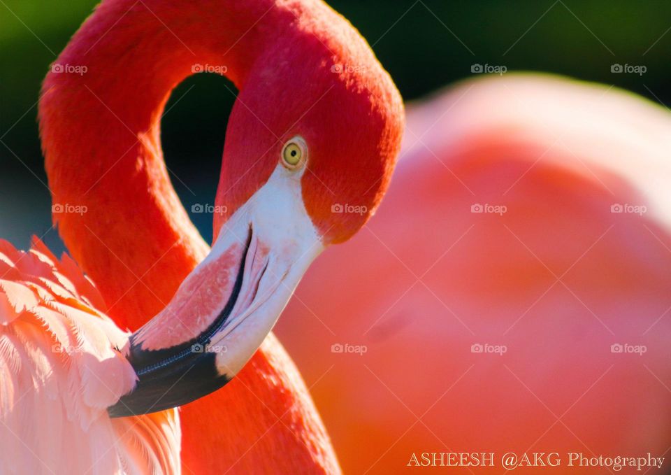 Flamingo 