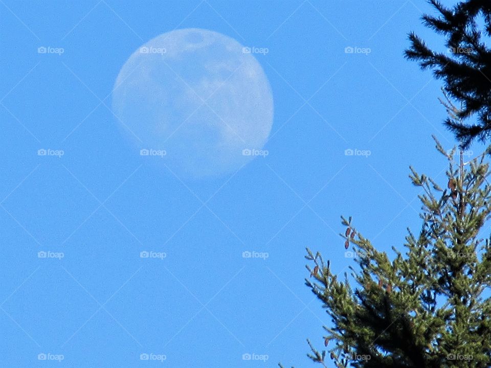 moon and tree