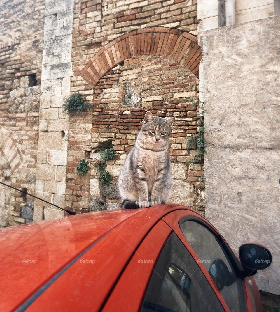 Spotted in the heart of San Gimignano: a curious cat claiming its cozy perch on a red car, blending the charm of this medieval town with a dash of feline flair. A moment of everyday magic captured in one shot!