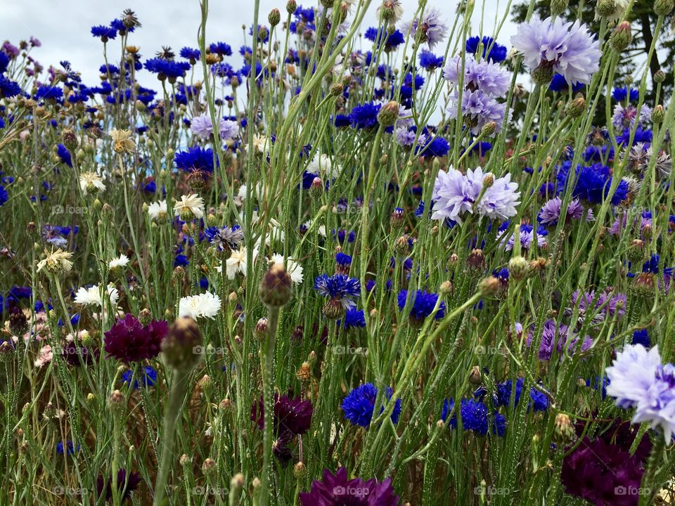 Blooming flowers in field