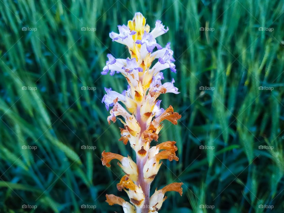 A beautiful Orobanche ramosa plant flower on green blurred background