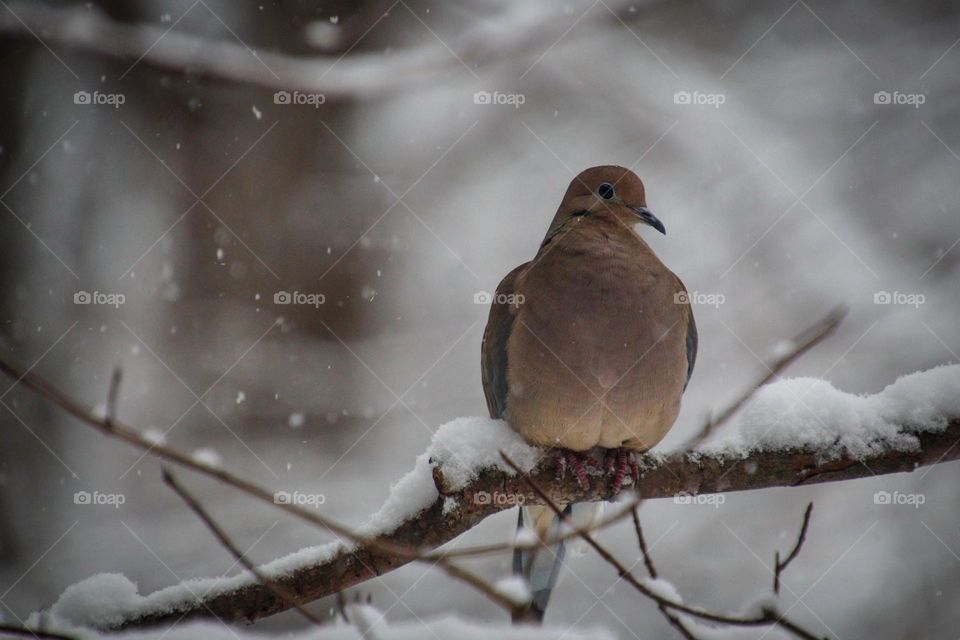 Mourning dove is sitting on a tree branch in winter