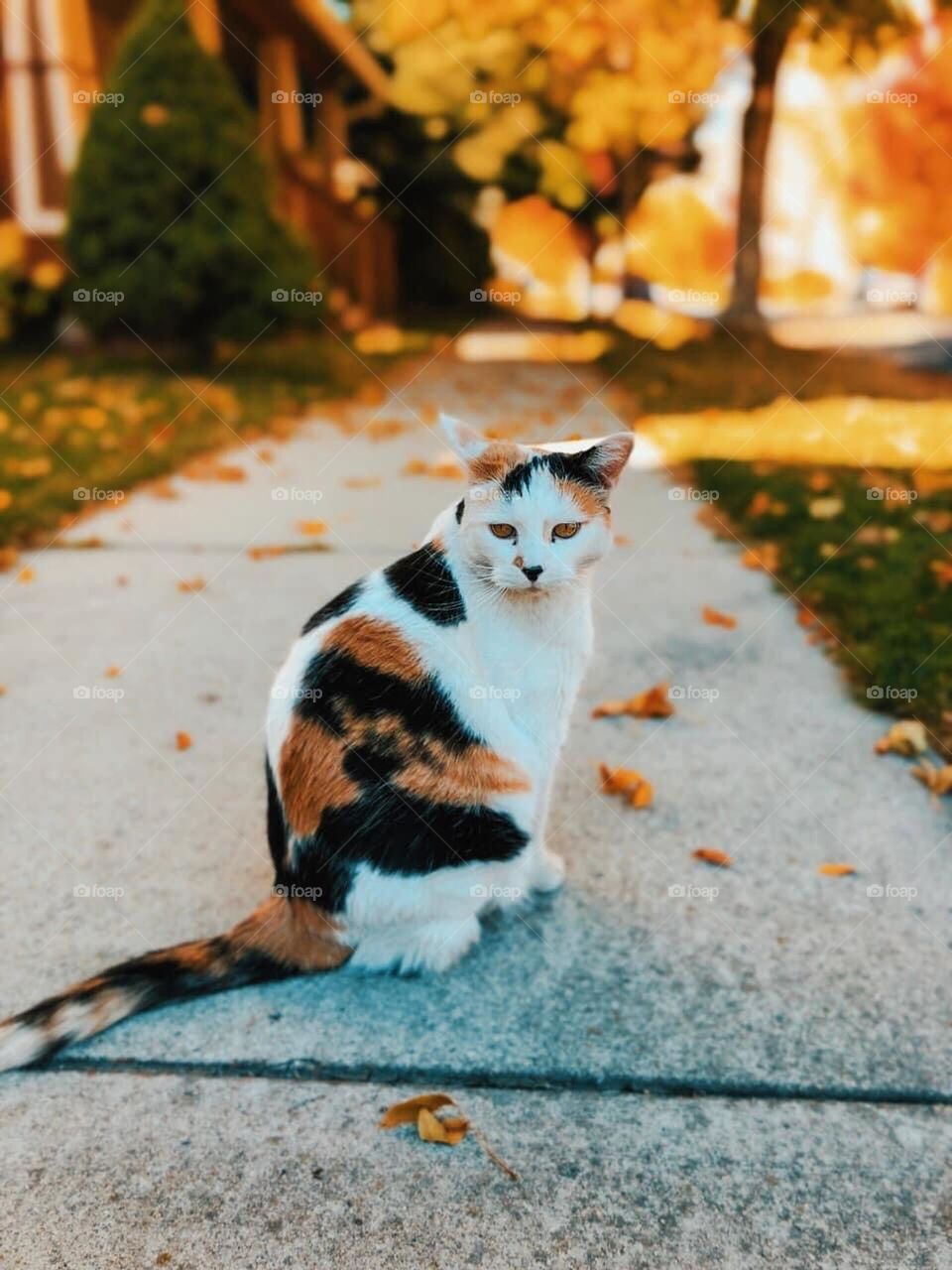 Autumn cat