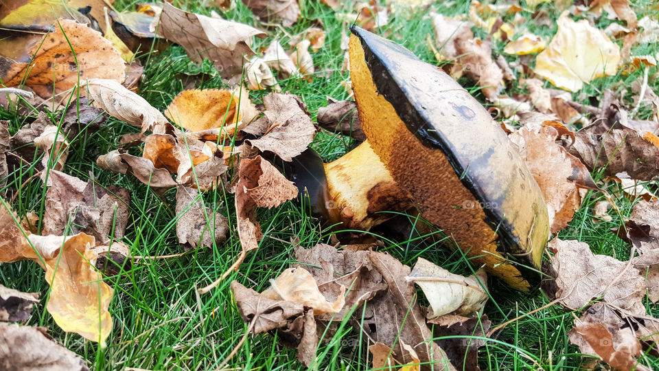penny bun mushroom