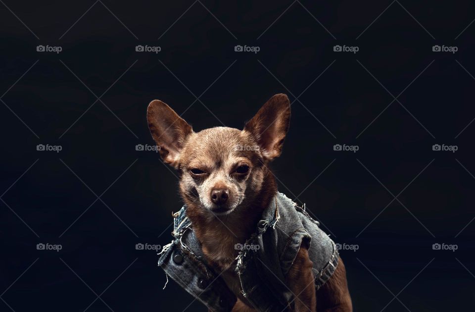 Chihuahua in denim jacket 