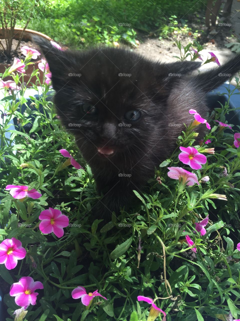 Kitten in the flowers