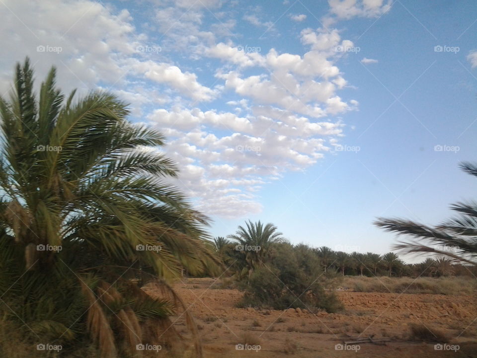 Palm trees in Ouled Djellal
