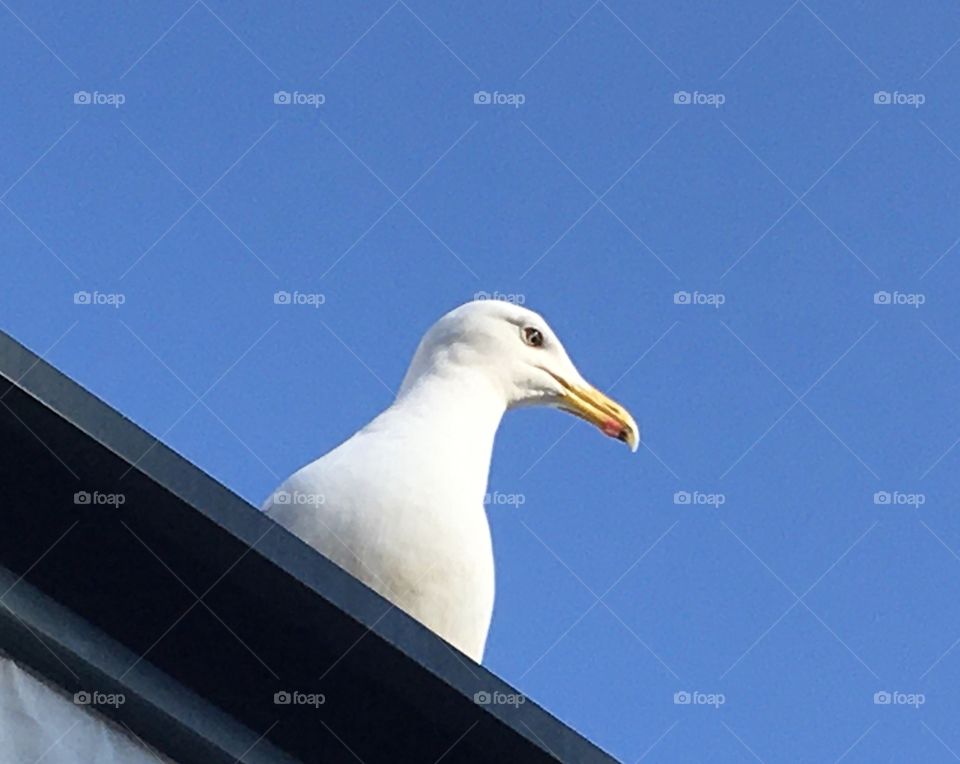 Oversight by a seagull 