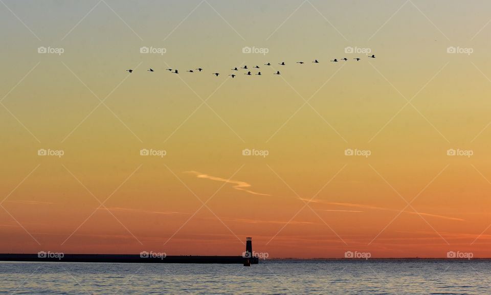 swans flying over the baltic sea in gdynia