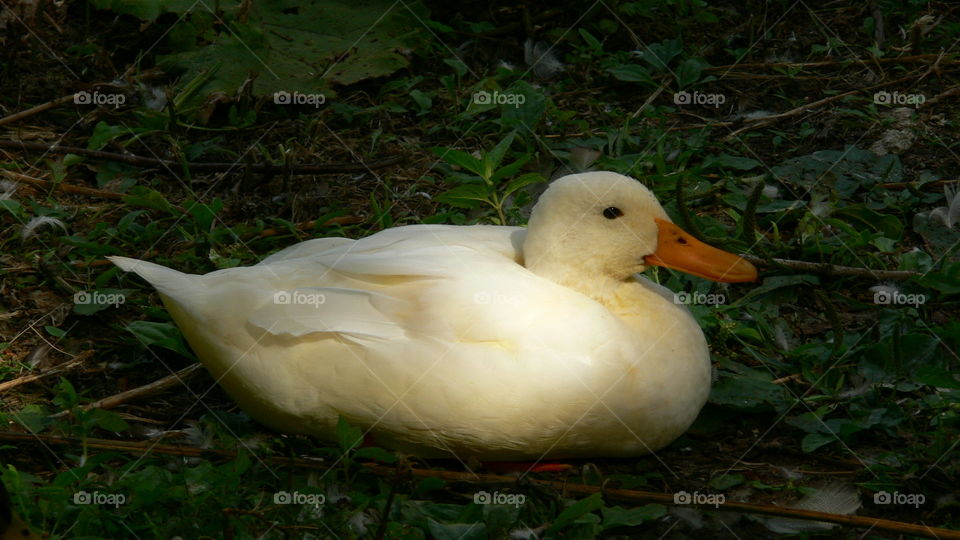 Ente