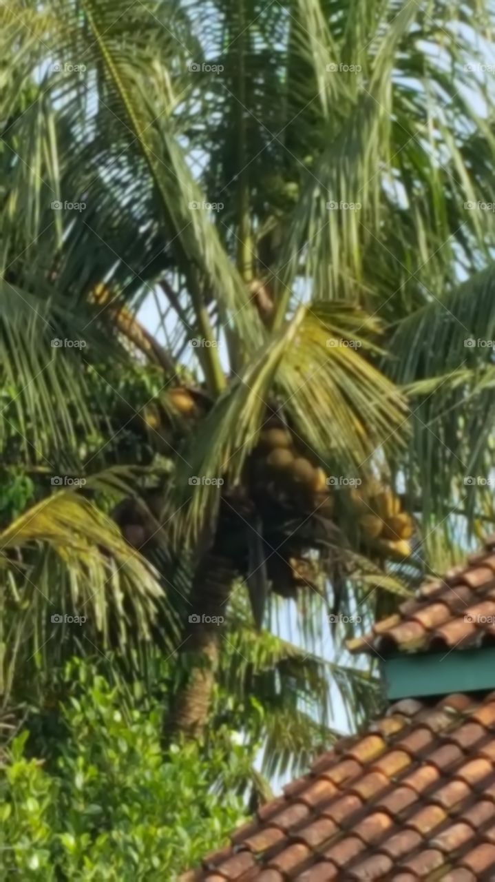 natural tree coconuts frezz