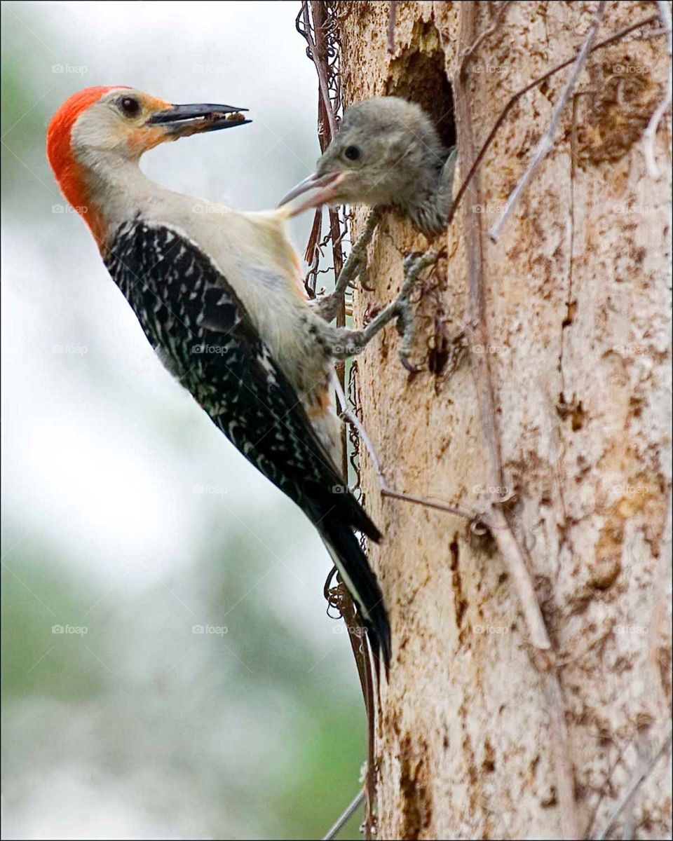 Mother woodpecker feeding her impatient chick.